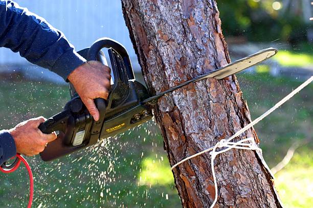 Best Tree Cabling and Bracing  in Dundas, MN